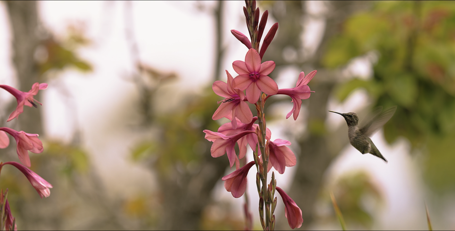 The Bees And The Birds - Wild & Scenic Film Festival