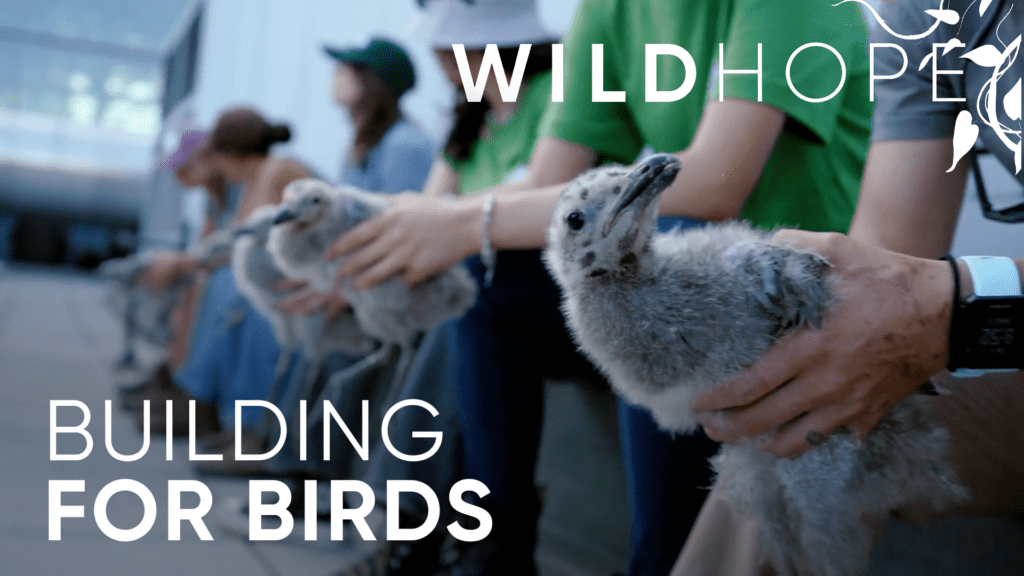Wild Hope: Building for Birds - Wild & Scenic Film Festival